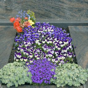 verschiedene lilafarbene Veilchen auf einem Grab